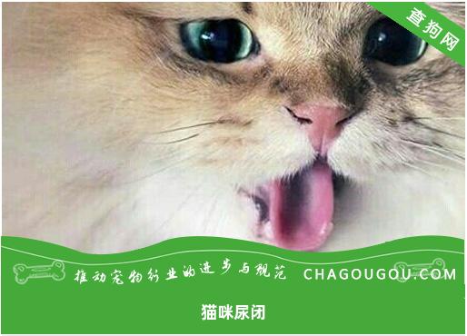 猫咪尿闭