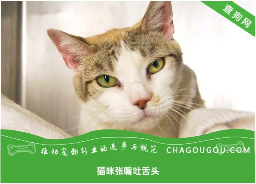 猫咪张嘴吐舌头