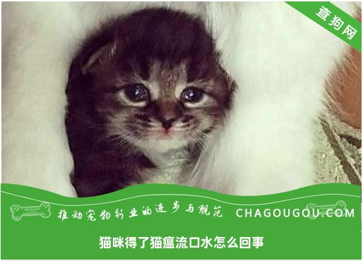 猫咪得了猫瘟流口水怎么回事