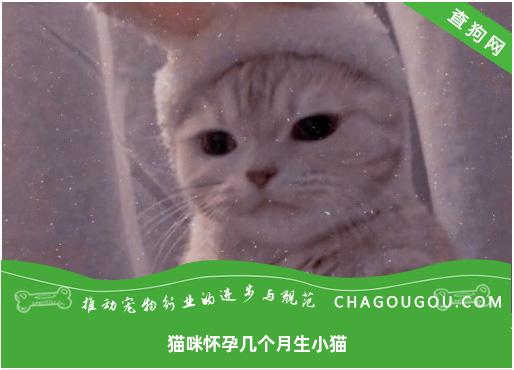 猫咪怀孕几个月生小猫