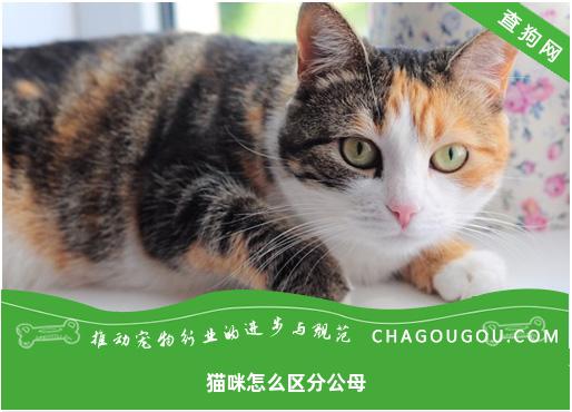 猫咪怎么区分公母