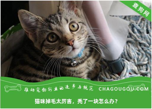 猫咪掉毛太厉害，秃了一块怎么办？