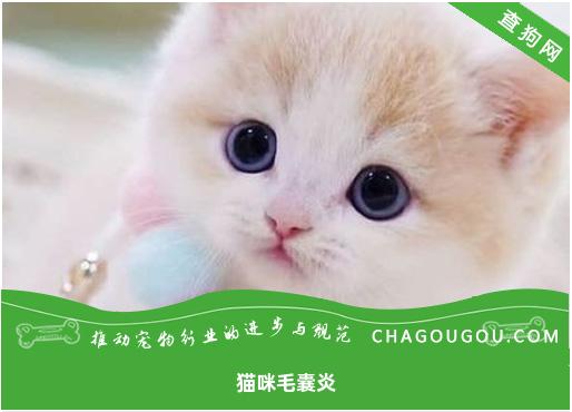 猫咪毛囊炎