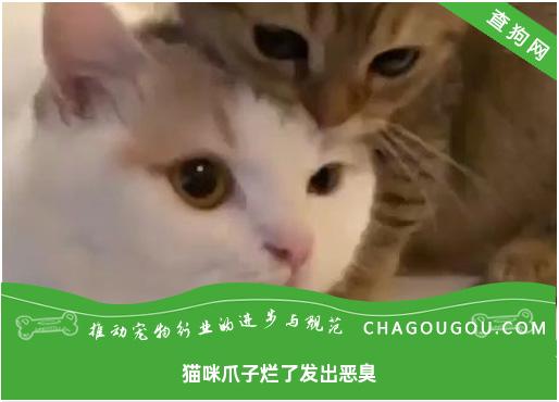 猫咪爪子烂了发出恶臭