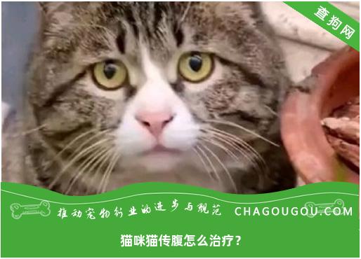 猫咪猫传腹怎么治疗？