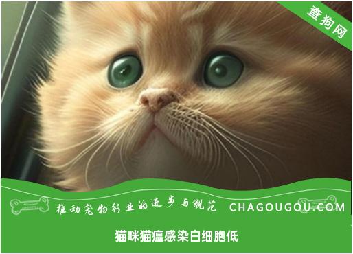 猫咪猫瘟感染白细胞低