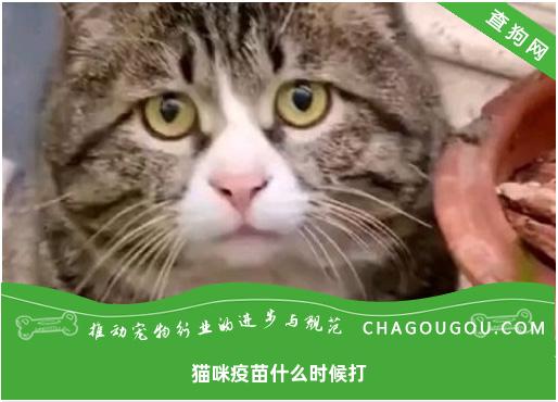 猫咪疫苗什么时候打