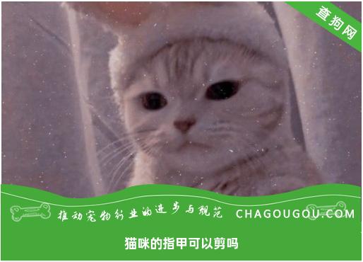 猫咪的指甲可以剪吗