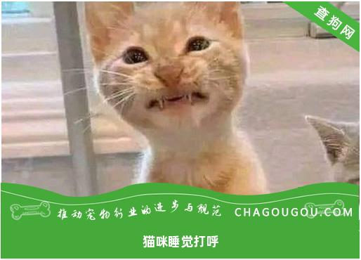 猫咪睡觉打呼