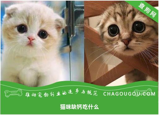 猫咪缺钙吃什么