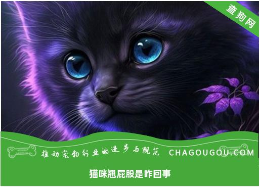 猫咪翘屁股是咋回事