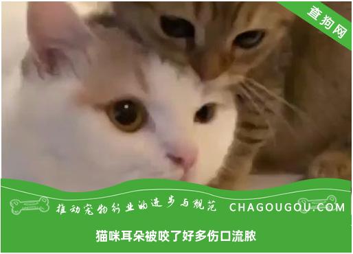 猫咪耳朵被咬了好多伤口流脓