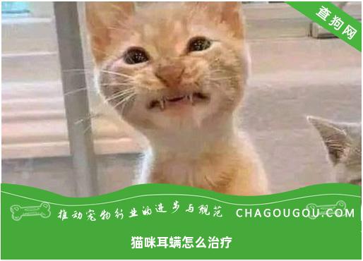 猫咪耳螨怎么治疗