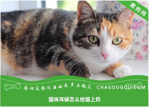 猫咪耳螨怎么给猫上药