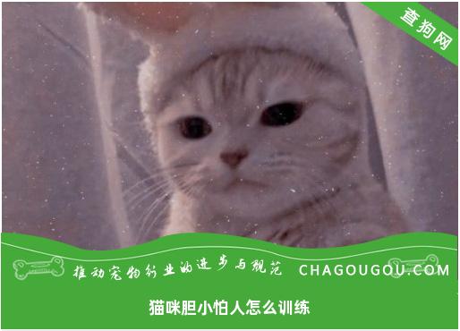 猫咪胆小怕人怎么训练