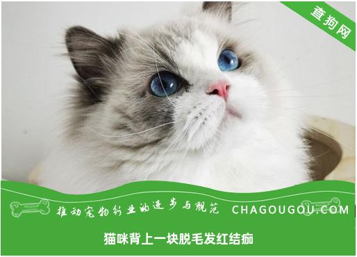 猫咪背上一块脱毛发红结痂