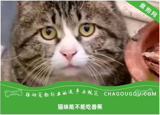 猫咪能不能吃香蕉