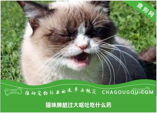 猫咪脾脏过大呕吐吃什么药