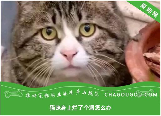 猫咪身上烂了个洞怎么办