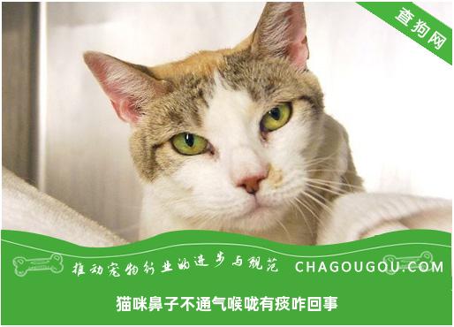 猫咪鼻子不通气喉咙有痰咋回事