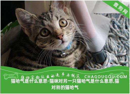 猫哈气是什么意思-猫咪对另一只猫哈气是什么意思,猫对别的猫哈气