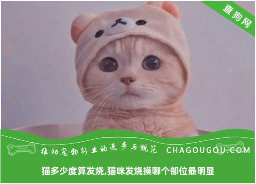 猫多少度算发烧,猫咪发烧摸哪个部位最明显