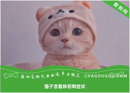 猫子宫蓄脓初期症状