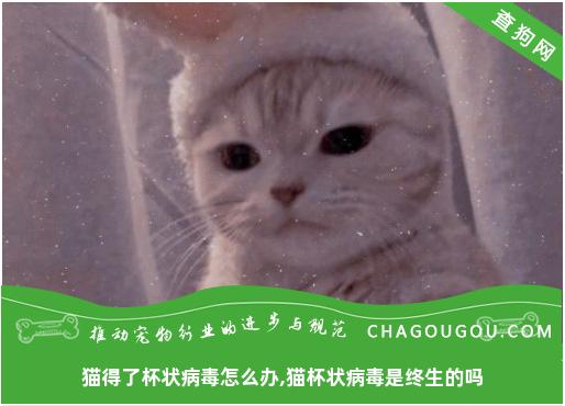 猫得了杯状病毒怎么办,猫杯状病毒是终生的吗