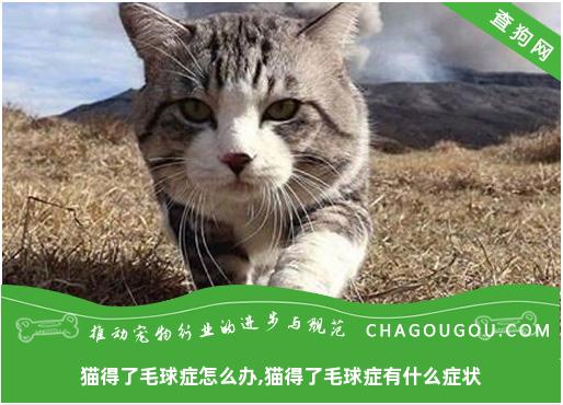 猫得了毛球症怎么办,猫得了毛球症有什么症状