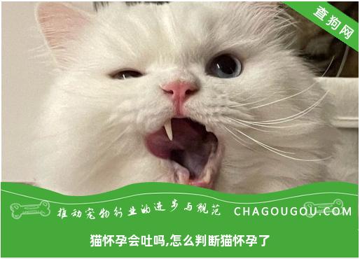 猫怀孕会吐吗,怎么判断猫怀孕了