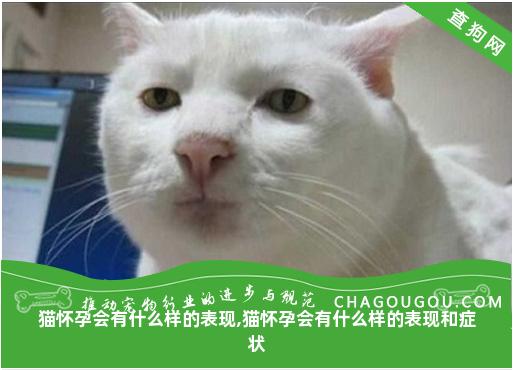 猫怀孕会有什么样的表现,猫怀孕会有什么样的表现和症状