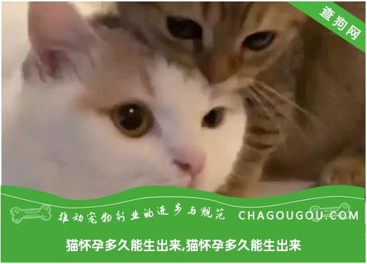 猫怀孕多久能生出来,猫怀孕多久能生出来