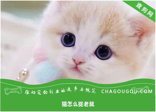 猫怎么捉老鼠