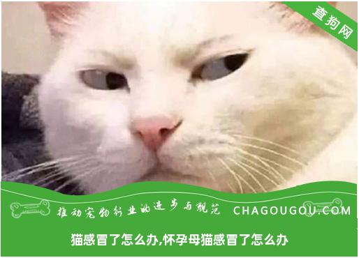 猫感冒了怎么办,怀孕母猫感冒了怎么办