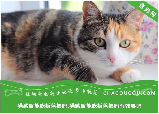 猫感冒能吃板蓝根吗,猫感冒能吃板蓝根吗有效果吗