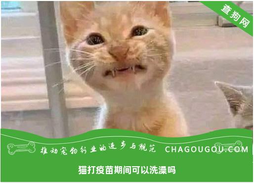 猫打疫苗期间可以洗澡吗