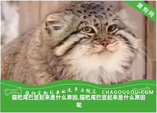 猫把尾巴竖起来是什么原因,猫把尾巴竖起来是什么原因呢