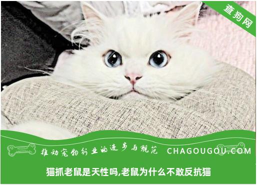 猫抓老鼠是天性吗,老鼠为什么不敢反抗猫