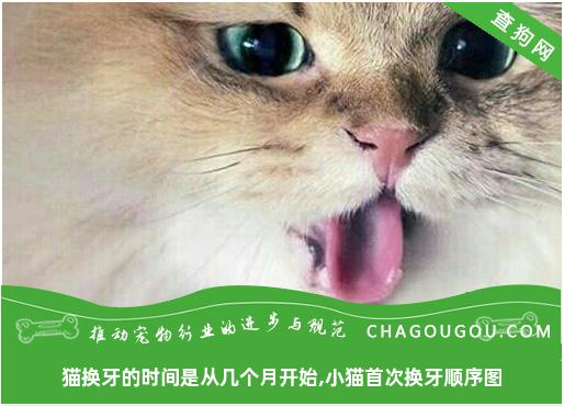 猫换牙的时间是从几个月开始,小猫首次换牙顺序图