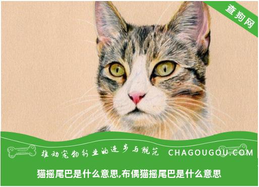 猫摇尾巴是什么意思,布偶猫摇尾巴是什么意思