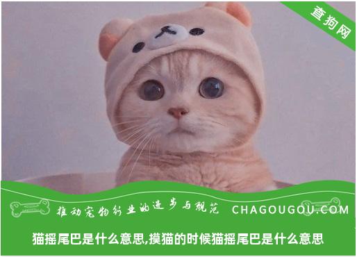 猫摇尾巴是什么意思,摸猫的时候猫摇尾巴是什么意思