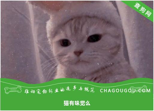 猫有味觉么