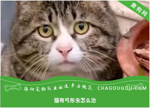 猫有弓形虫怎么治