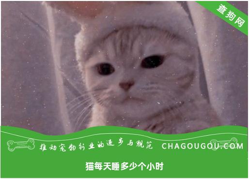 猫每天睡多少个小时