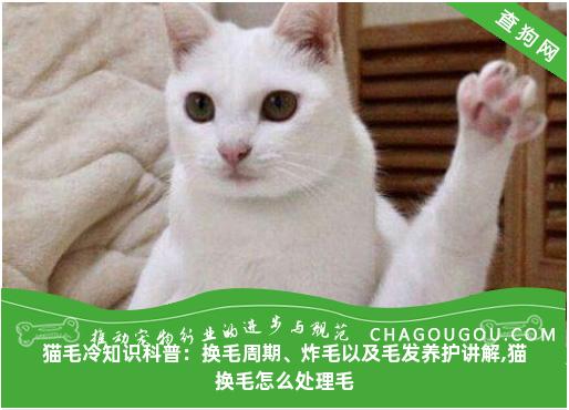 猫毛冷知识科普：换毛周期、炸毛以及毛发养护讲解,猫换毛怎么处理毛