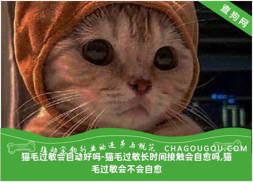 猫毛过敏会自动好吗-猫毛过敏长时间接触会自愈吗,猫毛过敏会不会自愈