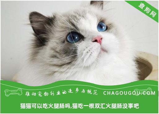 猫猫可以吃火腿肠吗,猫吃一根双汇火腿肠没事吧