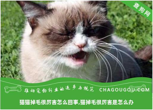 猫猫掉毛很厉害怎么回事,猫掉毛很厉害是怎么办