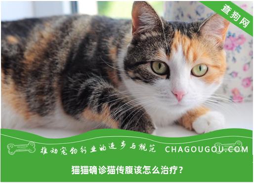 猫猫确诊猫传腹该怎么治疗？