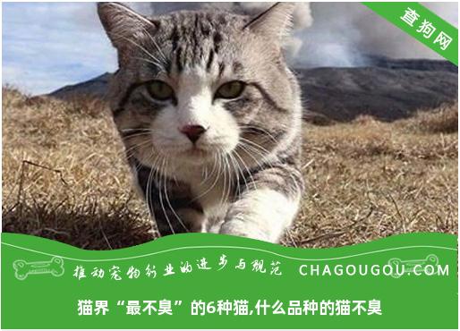 猫界“最不臭”的6种猫,什么品种的猫不臭